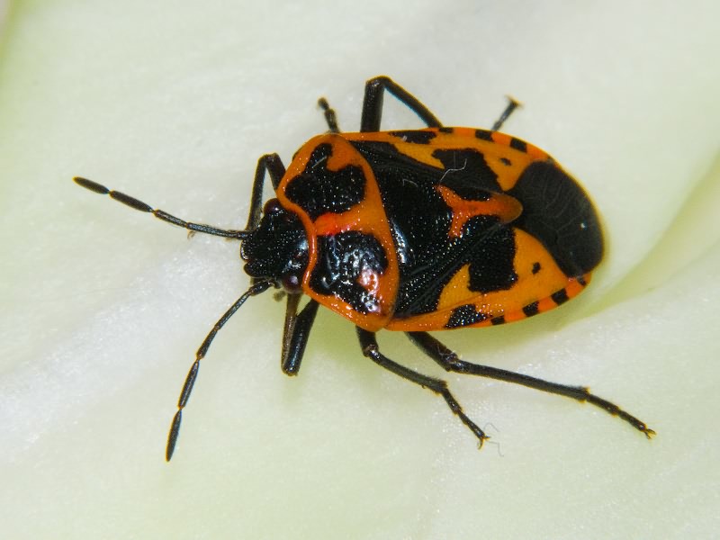 Eurydema (Rubrodorsalium) spectabilis Horváth, 1882